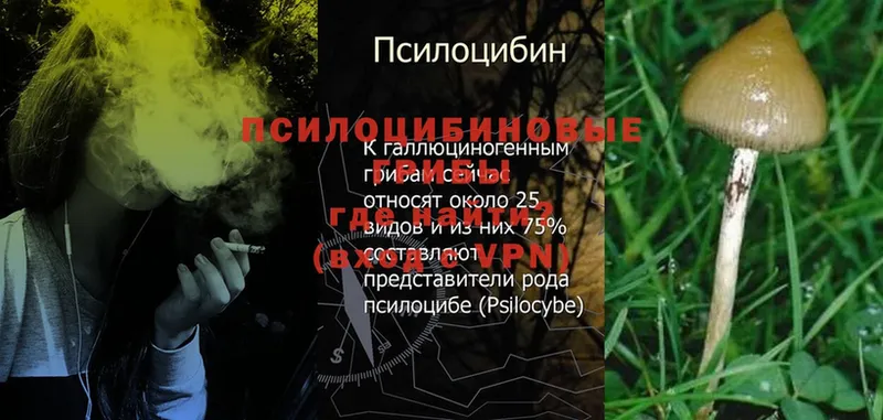 Галлюциногенные грибы Psilocybe  Мурино 